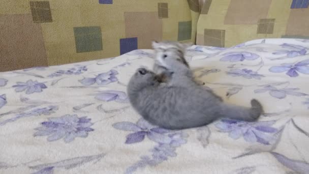 escotish pliegue joven gatito juega
 - Imágenes, Vídeo