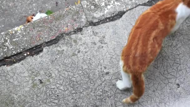 道路もう一度迷い猫 - 映像、動画