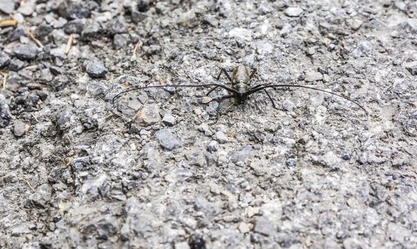 Beetle  - Monochamus sartor. - Photo, Image