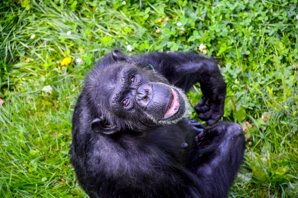 Chimpanzé a olhar para as pessoas no safari
 - Foto, Imagem