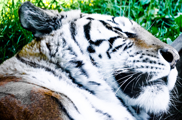 Gros plan du visage d'un tigre endormi
 - Photo, image