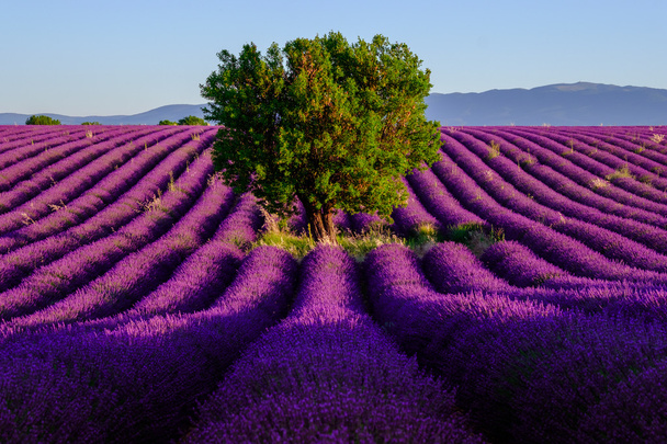 Lavendelfeld in Plateau-Valensole - Foto, Bild