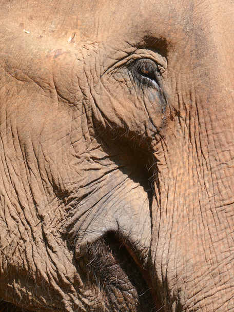 Closeup from a head of an asian elephant in laos - Фото, изображение