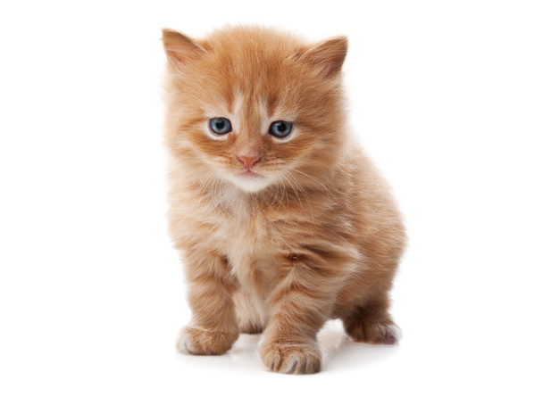 Ginger cat - Фото, зображення