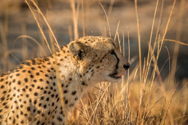 Side profile of a Cheetah in the Kruger. - Foto, Imagem