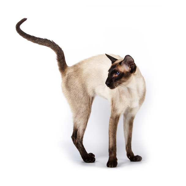 Siamese kot pozowanie w Studio na białe tło - Zdjęcie, obraz