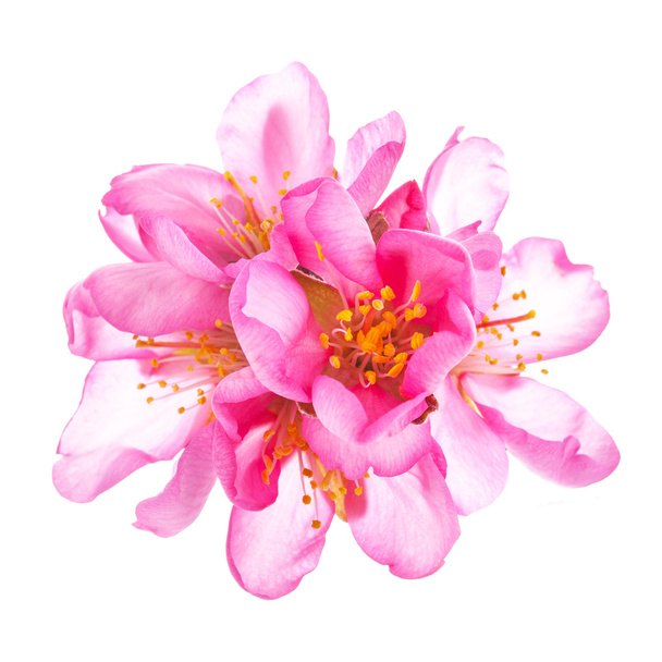 różowe kwitnące kwiaty odizolowane na białym tle - Zdjęcie, obraz