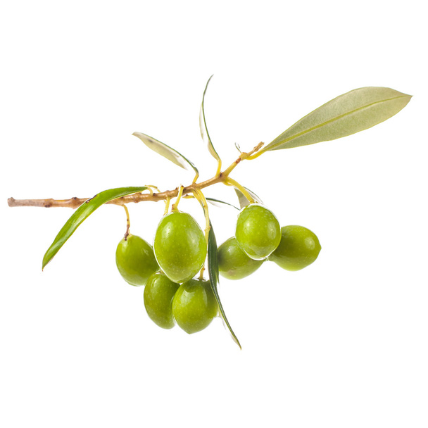 branch with leaves and olives isolated on white background - Foto, Imagem