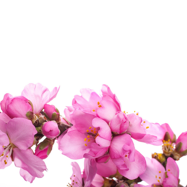 gałąź drzewa z kwitnącymi różowymi kwiatami na białym tle - Zdjęcie, obraz
