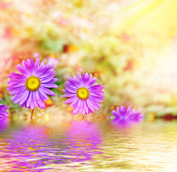 Pink aster colorful flowers on a background summer landscape - Photo, Image