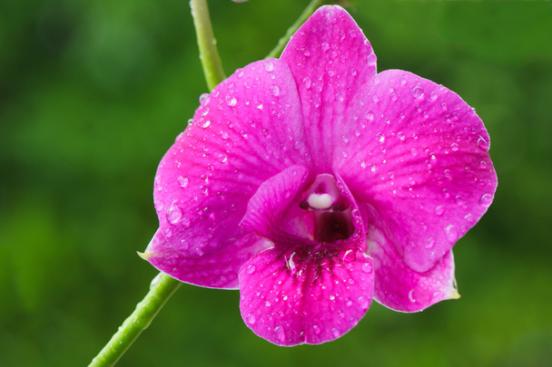  Orchid on green background - Photo, Image