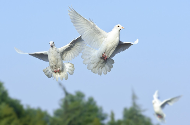 white dove in free flight under blue sky - Foto, Imagem