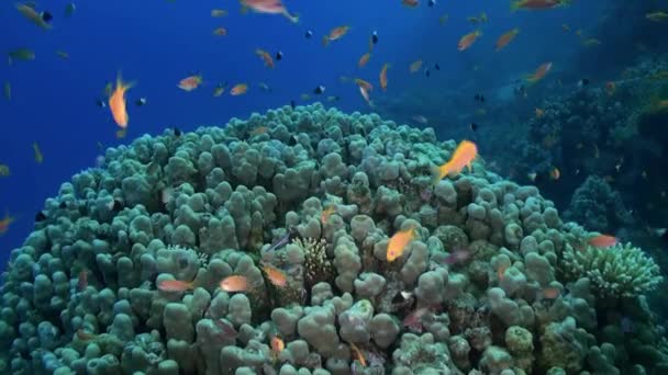 Staghorn koraal met Damselvissen en Anthias. - Video