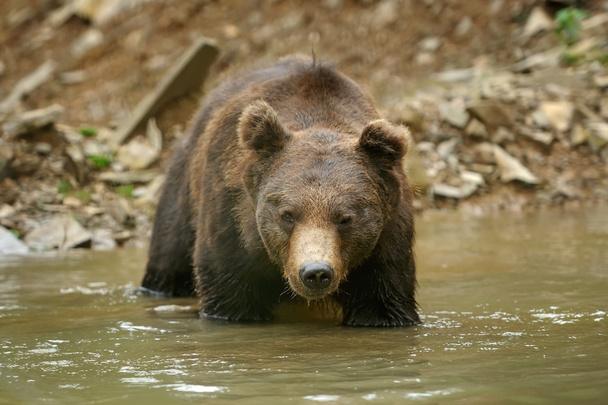 Urso marrom na água
 - Foto, Imagem