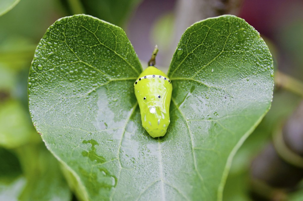 Хризалис бабочки
 - Фото, изображение