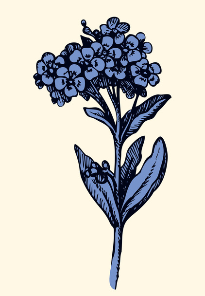 Vector drawing. Sprig of Forget-me-not - Vector, Image