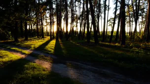 Upływ czasu od scena w lesie, w którym słońce ustawienie i świecące przez drzewa. Krajobraz lato - Materiał filmowy, wideo