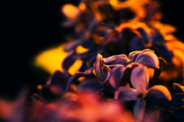 lilac flowers on a dark background at sunset close-up - Φωτογραφία, εικόνα