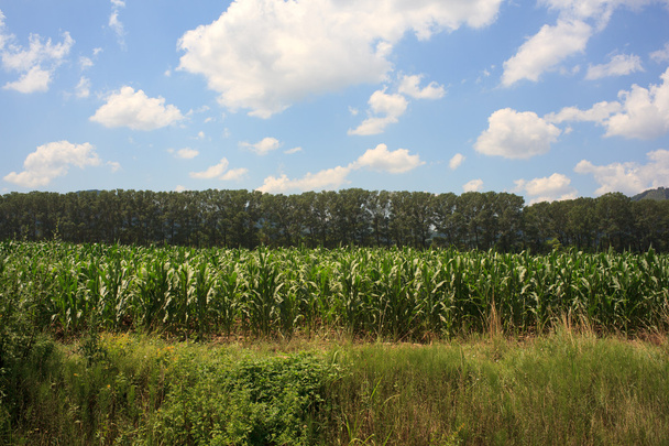 Corn plants - Foto, afbeelding