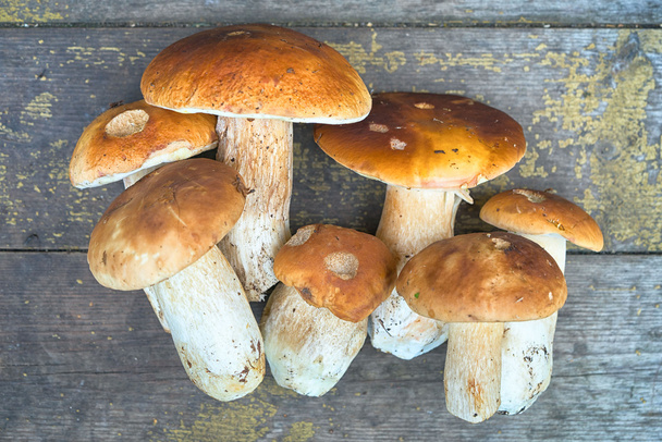 A bunch of autumn edible mushrooms Boletus Edulis on a wooden surface - Photo, Image