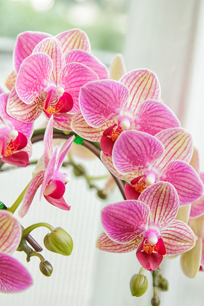 Beautiful flower Orchid, pink phalaenopsis close up - Photo, Image