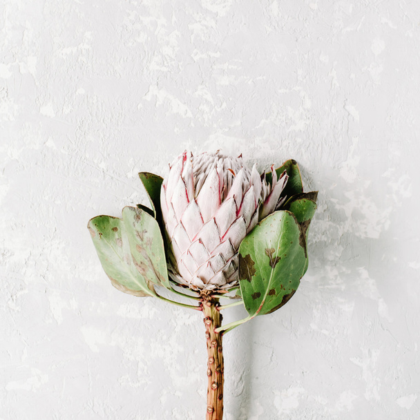 Flor de proteus floreciente
 - Foto, imagen