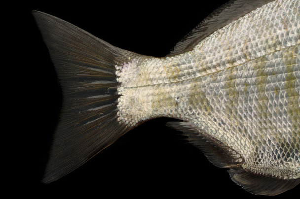 Рыбный хвост
 - Фото, изображение