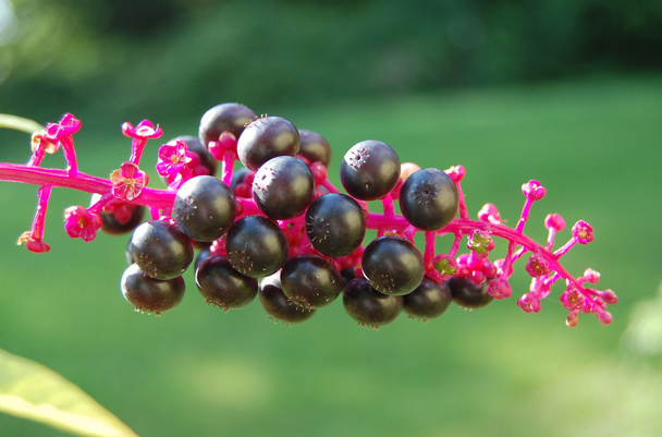 Phytolacca pokeweed berries - Photo, Image