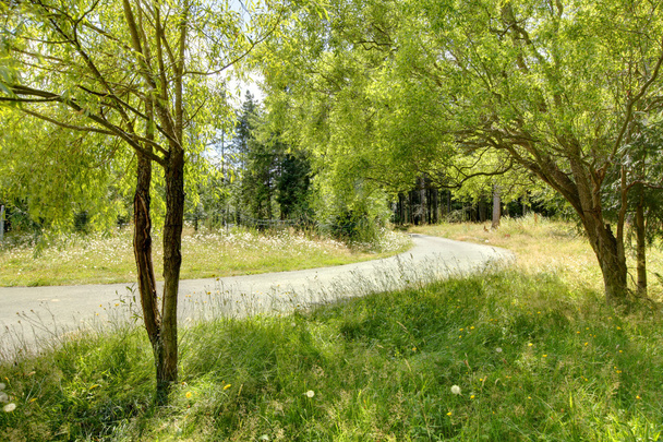Road with fresh green grass and two trees. - 写真・画像