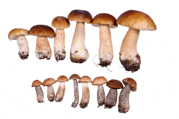 Mushrooms isolated on white backgroud - Φωτογραφία, εικόνα