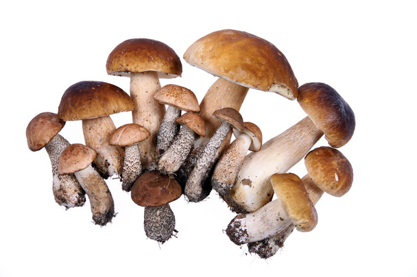 Cogumelos isolados em backgroud branco
 - Foto, Imagem