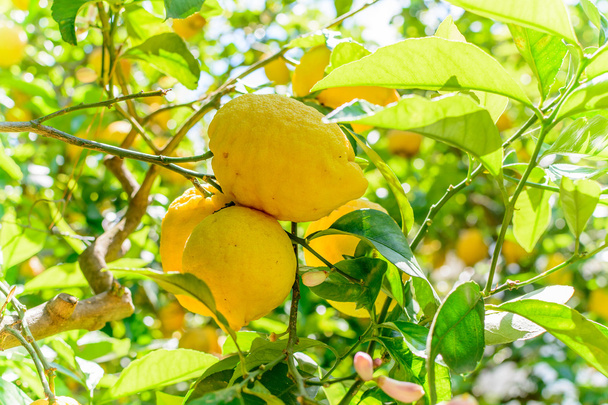 Sárga citrom lóg a fán. A citrom vízszintes keret - Fotó, kép