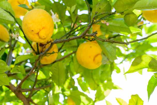 Жовті лимони висять на дереві. Горизонтальна рамка з лимоном
 - Фото, зображення