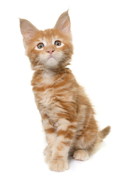 maine coon kitten - 写真・画像
