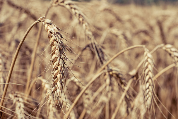 Wheat field - landscape photo - Fotoğraf, Görsel