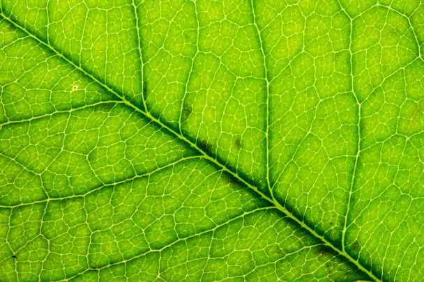 Leaf texture close up abstract background. - 写真・画像