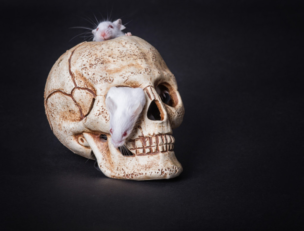 ratón blanco de laboratorio sale de la órbita de un cráneo de plástico
 - Foto, imagen