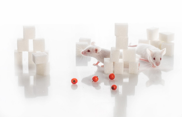 дві білі лабораторні миші серед кубиків цукру, концепція діабету
 - Фото, зображення