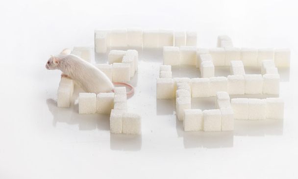 weiße Labormaus im Labyrinth aus Zuckerwürfeln, Diabetes concep - Foto, Bild