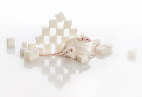 дві білі лабораторні миші біля піраміди цукрових кубиків, Діабе
 - Фото, зображення