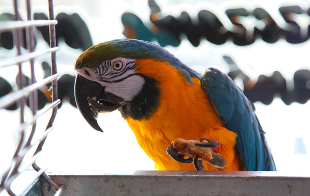 Папуга в клітці, що їсть печиво
 - Фото, зображення