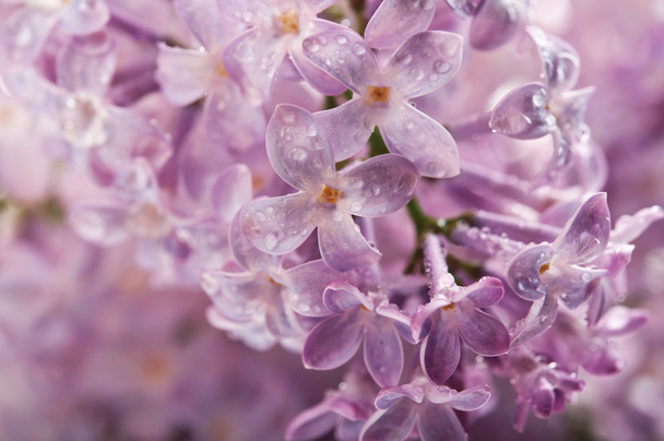 Lilac flower background - Φωτογραφία, εικόνα