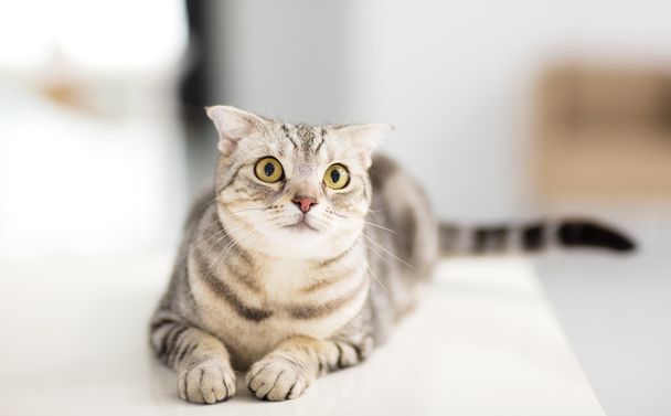 Gri kedi oturma odasında seyir - Fotoğraf, Görsel