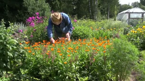 Jardinero recogiendo flores de caléndula médica
 - Imágenes, Vídeo
