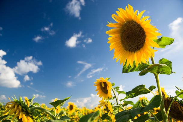 Zonnebloemen groeit in een veld bij zonnig weer. - Foto, afbeelding