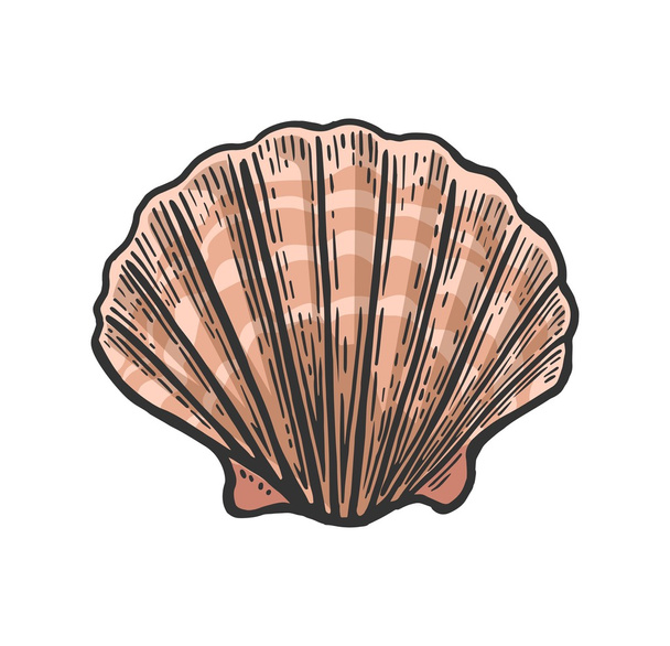 Sea shell Scallop. Black engraving vintage illustration. Isolated on white background. - Vettoriali, immagini