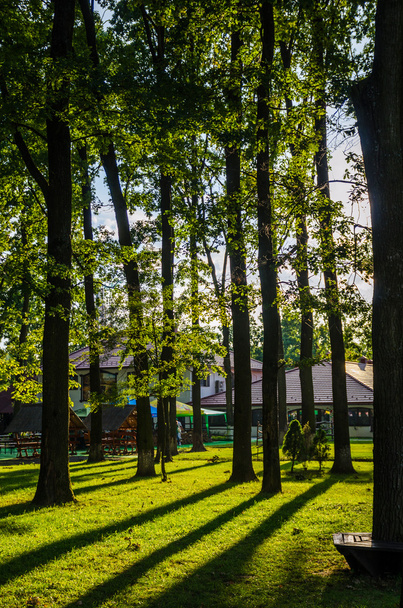 деревья в парке - Фото, изображение