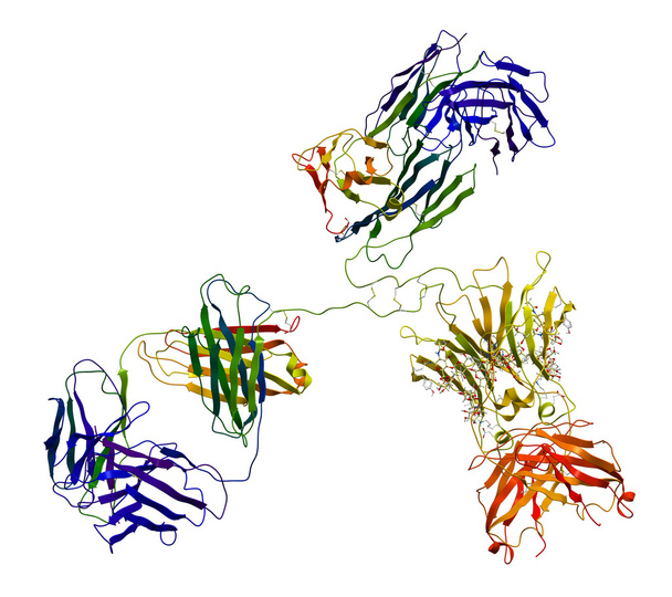 molekula imunoglobulinu - Fotografie, Obrázek