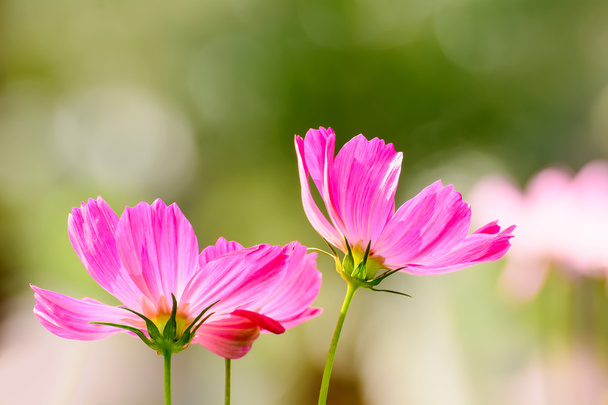 kwiat kosmei - Zdjęcie, obraz
