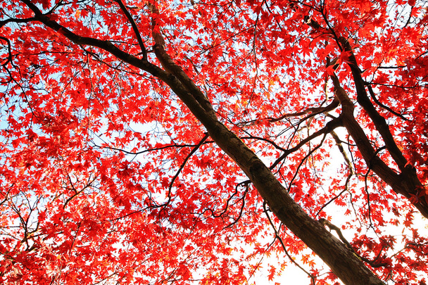 Acero giapponese rosso nel parco
  - Foto, immagini